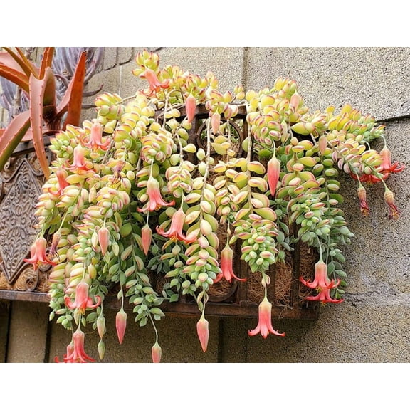 25 Cotyledon Pendens Seeds for Planting - Rare Succulent Seeds - Trailing Plant - Hanging Garden Beauty