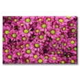 thumbnail image 1 of Cuadro Canva Listo Para Colgar Tipo Galería Margaritas Rosas 60X90 cm Pixtreats, 1 of 4