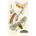 thumbnail image 2 of James Duncan 12x18 Black Ornate Wood Framed Double Matted Museum Art Print Titled - Aerial Spilosoma, Oculata Arcia (1833), 2 of 5
