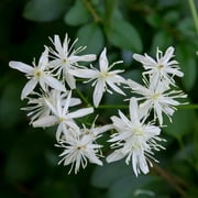 Wekiva Foliage - Clematis Sweet Autumn - Live Plant in a 4 inch Growers Pot - Clematis 'Sweet Autumn' - Starter Plants Ready for The Garden - Beautiful White Flowering Vine