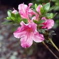 thumbnail image 4 of Gumpo Pink Azalea - Azalea x 'Gumpo Pink', 4 of 4