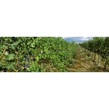 Agriculture - Vineyard of mature Cabernet Sauvignon wine grapes ready for harvest  Walla Walla County Washington USA Stretched Canvas - Charles Blakeslee  Design Pics (30 x