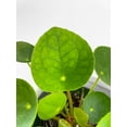 thumbnail image 6 of Pilea Peperomioides (Friendship Chinese Money Plant) - Live Air-Purifying Indoor Plant in Nursery Pot – Easy Care, Low Maintenance Houseplant for Home & Office Decor, Natural Air Cleaner, Best for, 6 of 11