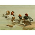 thumbnail image 3 of Allan Brooks 14x11 Black Modern Framed Museum Art Print Titled - Common Pochard (1922-1926), 3 of 5