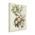 thumbnail image 2 of John James Audubon 'Bachmans Warbler' Canvas Art, 2 of 3