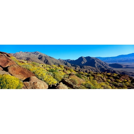 Wildflowers on rocks Anza Borrego Desert State Park Borrego Springs San Diego County California USA Stretched Canvas - Panoramic Images (36 x