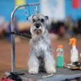 thumbnail image 2 of Dog Grooming Extension Strap Pet Grooming Arm Extension Strap Adjustable Quick Release Dog Grooming Leash Grooming Loop Extension Grooming Table, 2 of 8