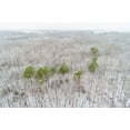 thumbnail image 2 of Day, Richard and Susan 14x11 Black Ornate Wood Framed with Double Matting Museum Art Print Titled - Aerial view of a fresh snow over the forest-Marion County-Illinois, 2 of 4