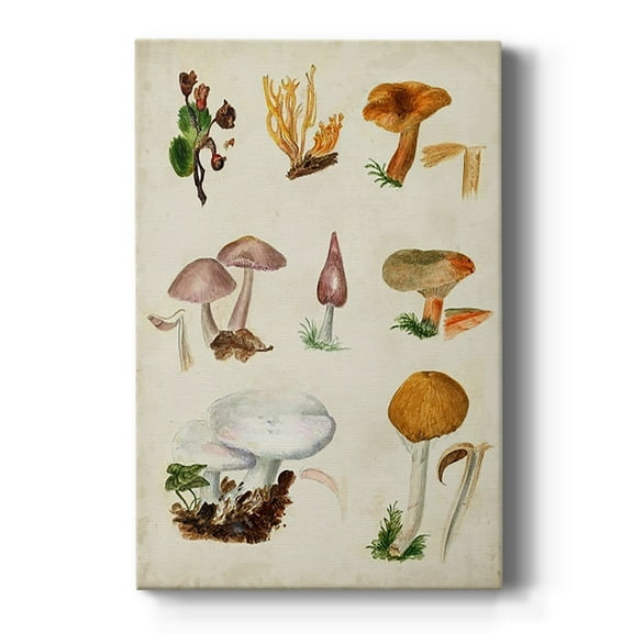 Mushroom Species VI Premium Gallery Wrapped Canvas - Ready to Hang