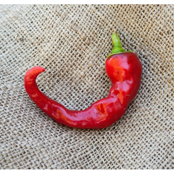 Hot Portugal Chili Heirloom Pepper Premium Seeds Packet