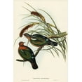 thumbnail image 2 of Gould, John 11x14 Gold Ornate Wood Framed with Double Matting Museum Art Print Titled - Little Green Pigeon-Chalcophaps chrysochlora, 2 of 4