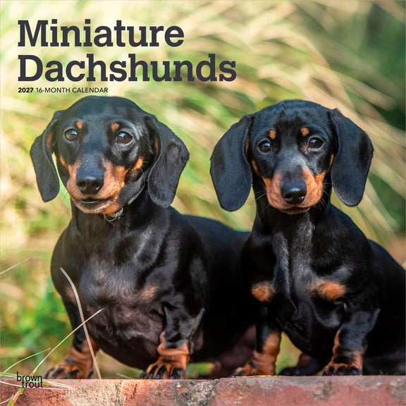 Miniature Dachshunds | 2027 12x24" (Hanging) Wall Calendar | Plastic-Free