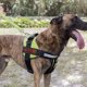 thumbnail image 4 of La etiqueta engomada del chaleco del perro del parche del animal del apoyo emocional soporta perros de servicio pequeños o grandes MFZFUKR CPB-US-XAH223-3, 4 of 5