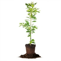 Perfect Plants Shumard Oak Tree 5 Gallon