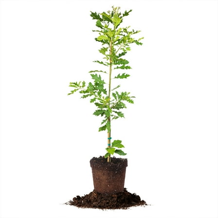 Perfect Plants Shumard Oak Tree 5 Gallon