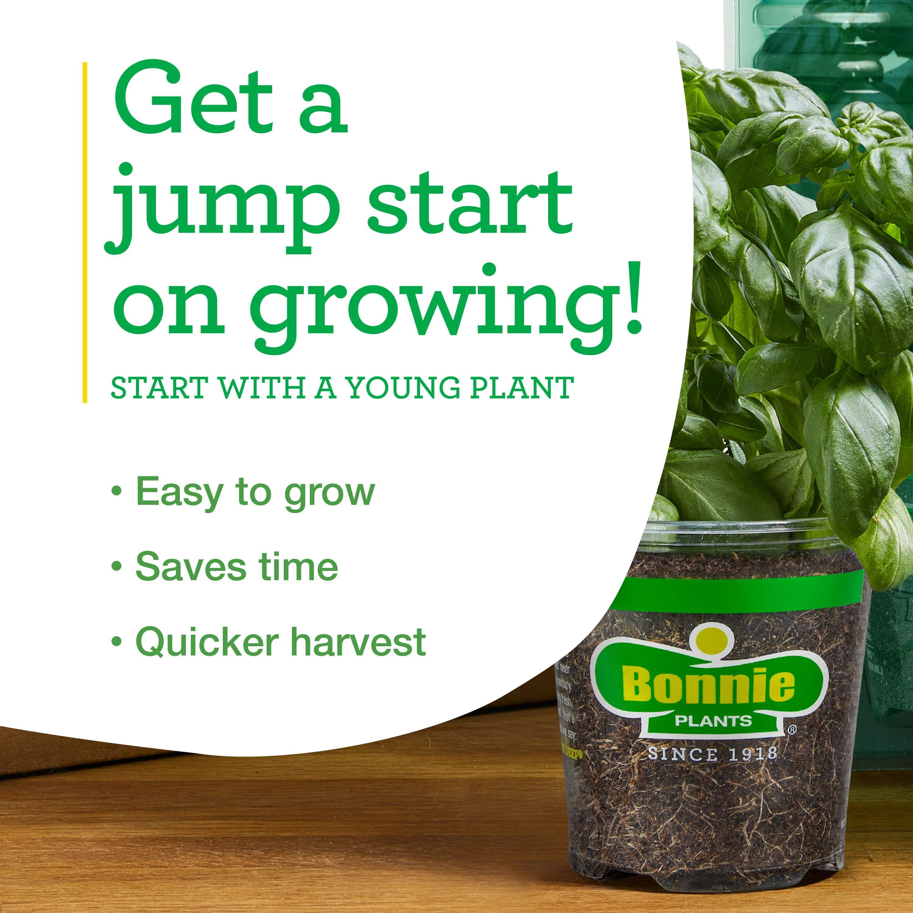Bonnie Plants Thai Basil 19.3oz. 2-Pack Live Plants