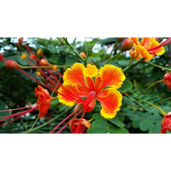CZ Grain 10 Peacock Flower Caesalpinia Pulcherrima Plant Seeds