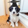 thumbnail image 3 of 2025 Pet Graduation Cap â Adjustable Black Doctoral Hat with Tassel for Small & Medium Dogs/Cats, Photo Prop & Party (Polyester), 3 of 7