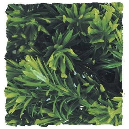 Zoo Med Natural Bush Borneo Star Plant Large (3 Pack)