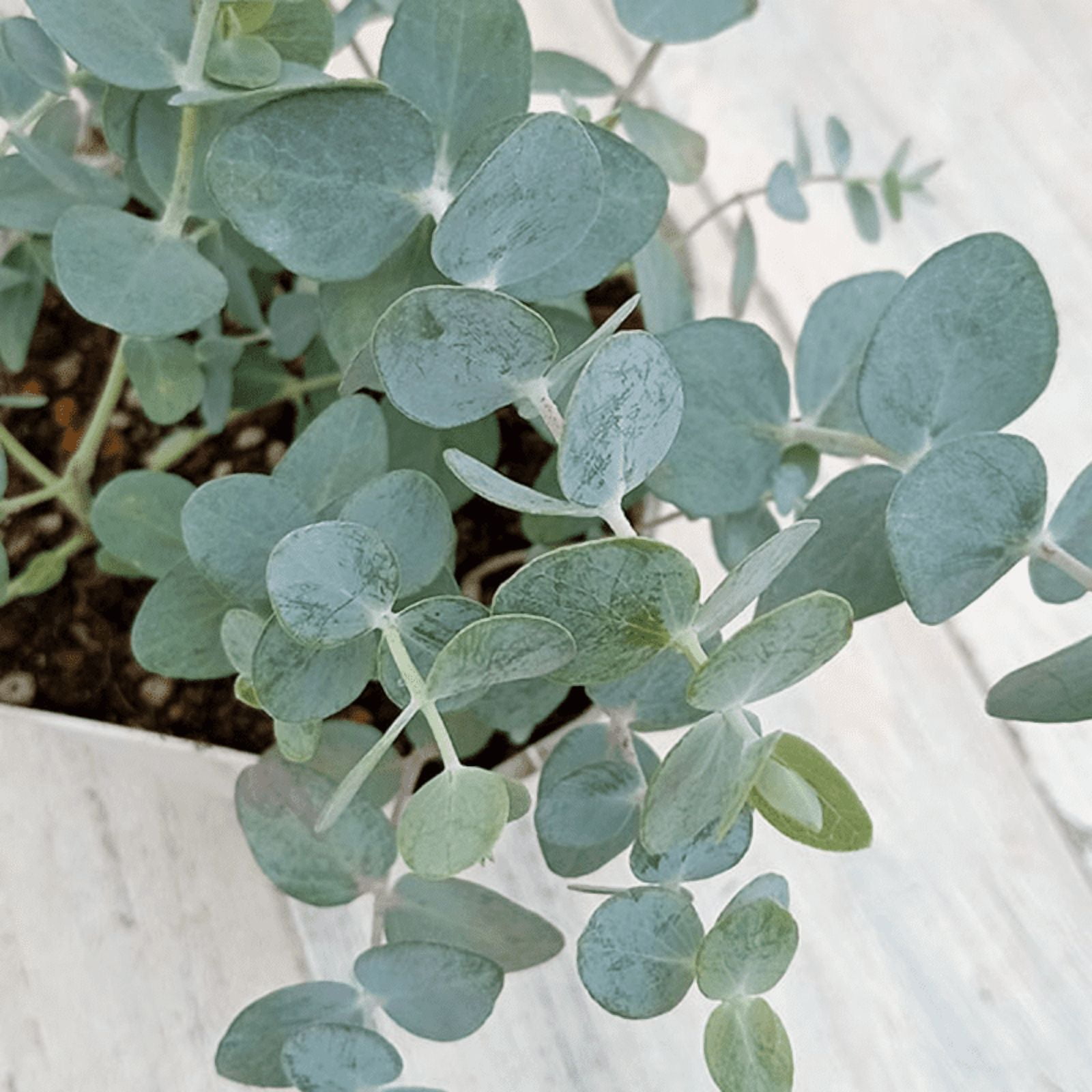 Baby Blue Eucalyptus Plant Live, Eucalyptus Plant, Cold Hardy, in 2.5 inch Pot for Indoot Planting