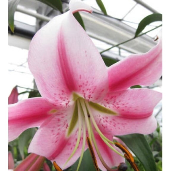 10 Anastasia Lily Oriental Trumpet Bulbs