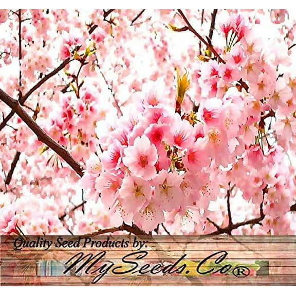 10 Pink Cloud Oriental Sweet Prunus Serrulata Flower Plant Seeds