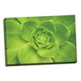 thumbnail image 2 of Gango Home Decor Succulent II by Karyn Millet (Ready to Hang); One 36x24in Hand-Stretched Canvas, 2 of 4