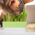 thumbnail image 5 of Cat Grass Planter - Qyaukm Cat Grass Growing Kit with Germination Tray - Indoor Gardening System for Pets, Soil-Free Planter Without Seeds, 5 of 7