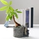 thumbnail image 4 of Maceta de resina con forma de dinosaurio con orificio de drenaje para plantas suculentas, maceteros de animales, oficina en casa, interior y exterior, 4 of 5