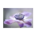 thumbnail image 1 of Keren Or 'Purple Flower' Canvas Art, 1 of 3
