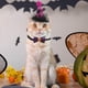 thumbnail image 5 of Accesorios Para Mascotas Para Perros Y Gatos Collares, Correas Y Arneses Duraderos, Cómodos Y Elegantes Perfectos Para Paseos Diarios, Entrenamiento Y Aventuras Al Aire Libre, 5 of 7
