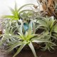thumbnail image 3 of Planta Artificial de Hierba de Piña en Varios Tamaños para Decoración de Hogar, Oficina o Bodas – 6 Estilos de Plantas Verdes Simuladas en Plástico de Alta Calidad, 3 of 7
