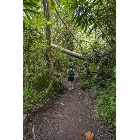 Hiking Manoa Falls Trail, Honolulu, Oahu, Hawaii, United States of America, Pacific Print Wall Art By Michael (Best Hiking Trails In Hawaii)