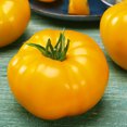 thumbnail image 1 of Sparks Tomato Seeds - 5 Lb Bulk ~544000 Seeds - Non-GMO - Vegetable Garden - Solanum lycopersicum, 1 of 1