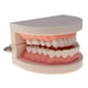thumbnail image 4 of Modelo de Prótesis Dentales Hugo Tamaño natural Modelo de boca humana, 4 of 10