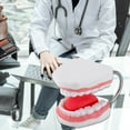 thumbnail image 3 of Enlarged Human Mouth Model Human Teeth Anatomy Model with Removable Tongue, 3 of 9