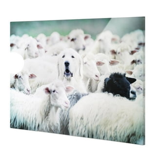 Trademark Fine Art "Aussie Sheep Dog" Canvas Art by Dean Russo, Black