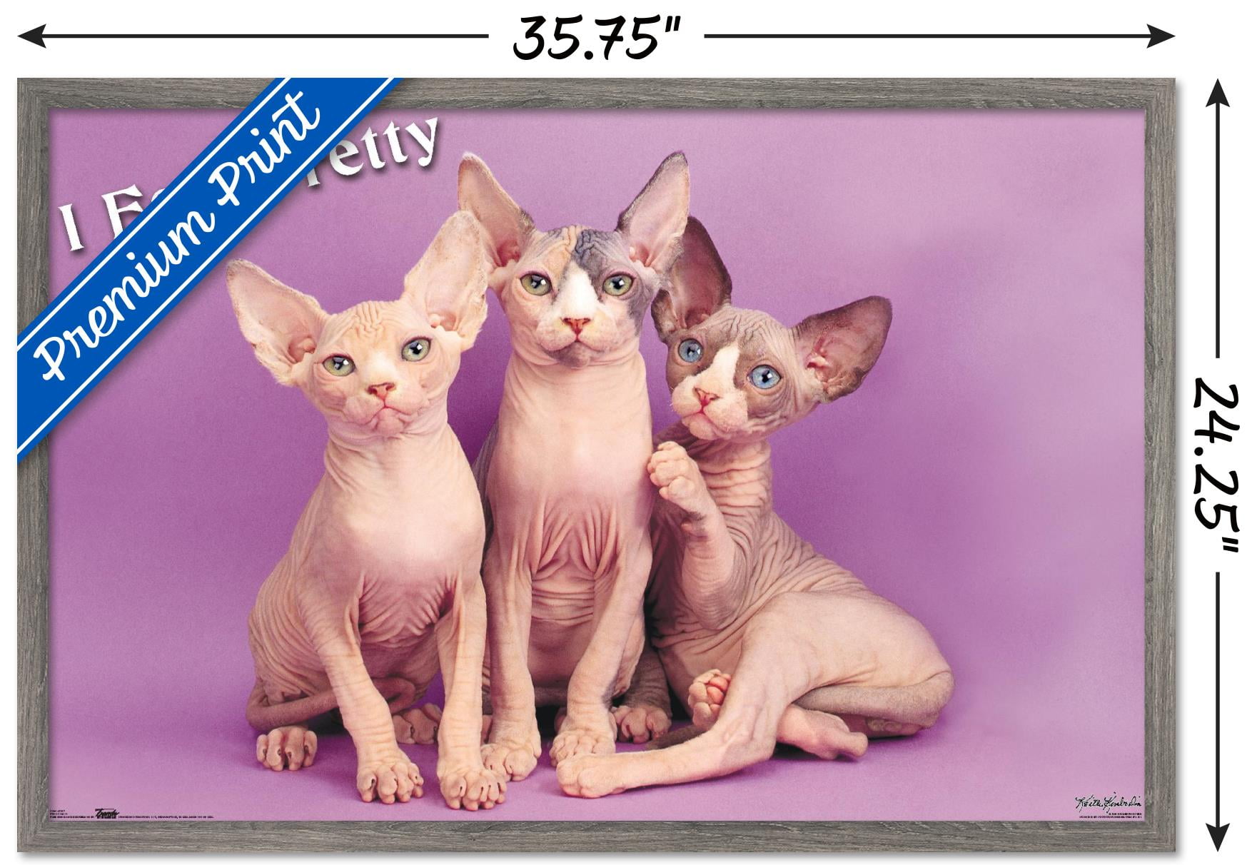 Keith Kimberlin - Kittens - Pretty Kitty Wall Poster, 22.375" x 34" Framed