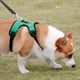 thumbnail image 1 of Correa de rana para mascotas, tela de malla transpirable, pecho para perros pequeños, correa retráctil para perros, correa para mascotas de 12-15kg, 1 of 5