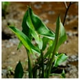 thumbnail image 2 of Everwilde Farms - 1 lb Arrow Arum Native Wildflower Seeds - Gold Vault Bulk Seed Packet, 2 of 2