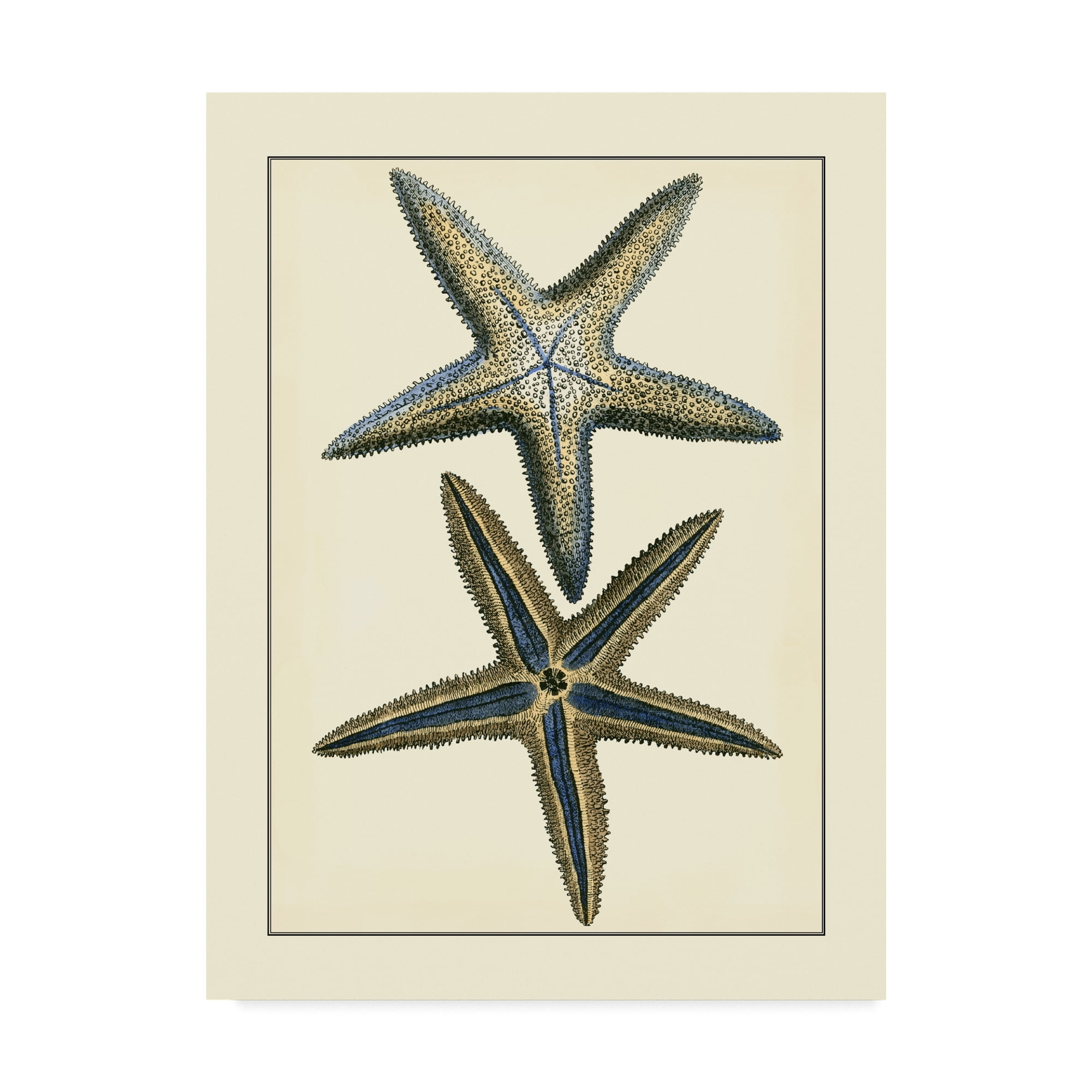 Trademark Fine Art 'Antique Blue Starfish I' Canvas Art by Vision Studio -  