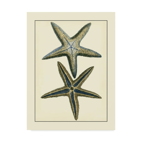 Trademark Fine Art 'Antique Blue Starfish I' Canvas Art by Vision Studio