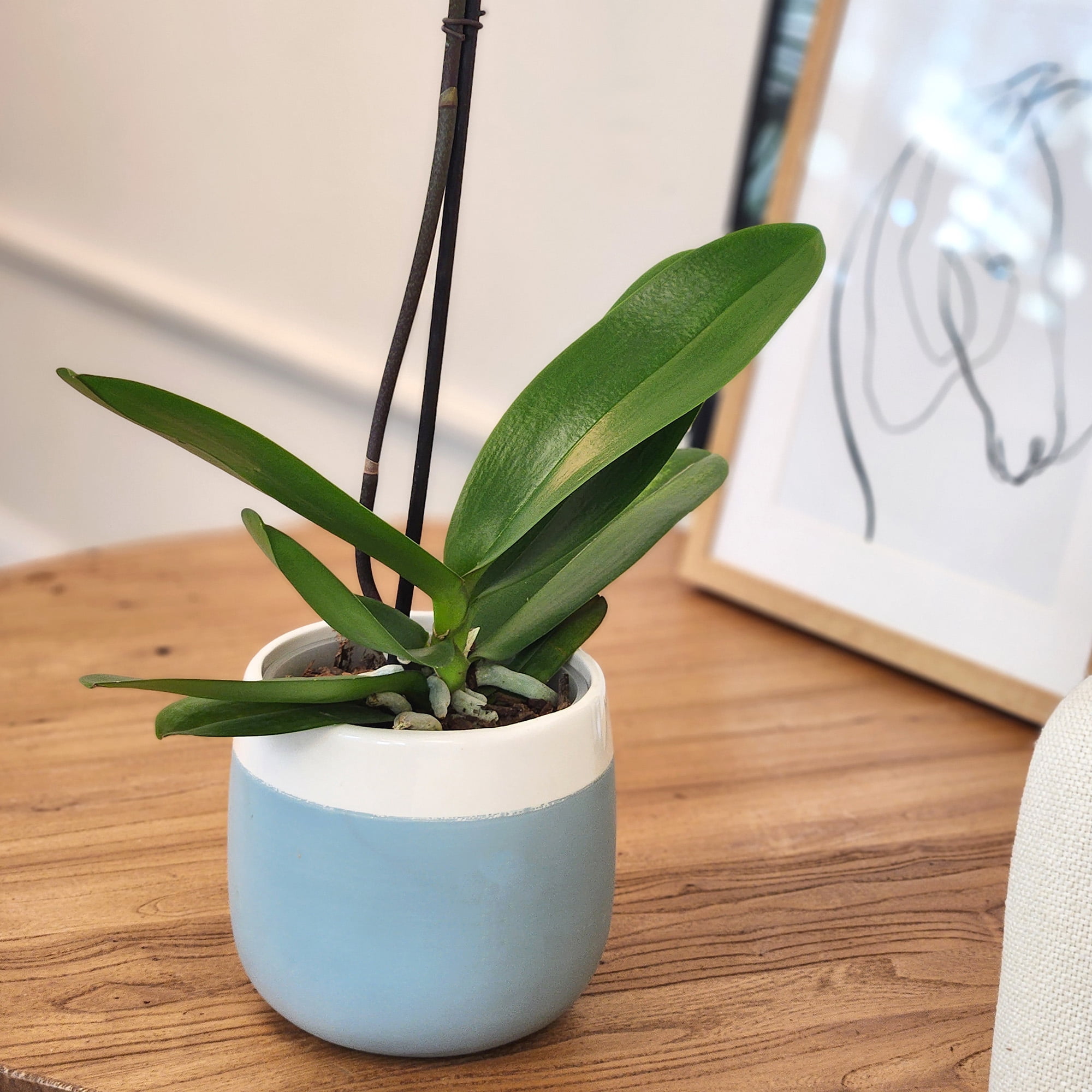 Element Novelty Spotted Live Orchid Decor (Approx 22" Tall) in 5" Blue & White Planter