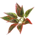 thumbnail image 1 of 1 Artificial plants Artificial flowers Artificial grass greening plants, 1 of 6