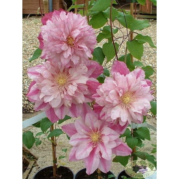 25 Double Light Pink Clematis Seeds – Climbing Perennial Vine Flower – Trellis Pergola Garden Plant