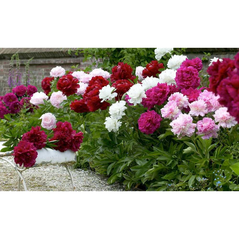 Mixed Peonies 4 Bulbs
