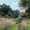 Country Cottage Wildflowers, variant on Qisvanset Country Cottage Wildflowers Canvas Print 15.75x11.81 Inches