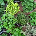 thumbnail image 6 of Set 4 Fresh Herb Plants, Fragrant Culinary Herb Collection 3-6 Inch Kitchen and Garden, Assorted Varieties, Bare Root, 6 of 6