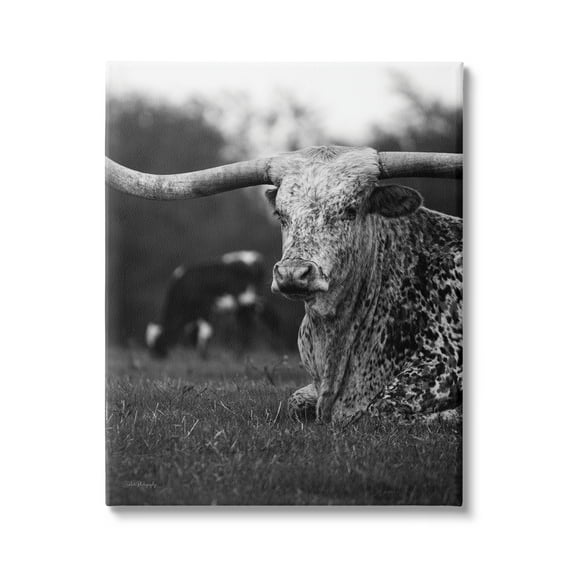 Stupell Industries Resting Longhorn Photography Animals & Insects Photography Gallery Wrapped Canvas Art Print Wall Art, 16 x 20