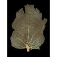 thumbnail image 2 of Miller, Melonie 19x24 Gold Ornate Wood Framed with Double Matting Museum Art Print Titled - Sea Fan Gold on Black I, 2 of 4